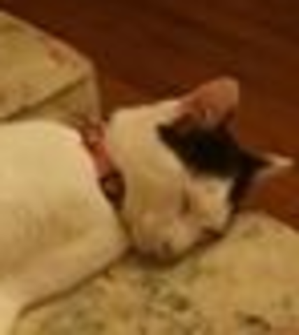 We got a cat named hawkeye