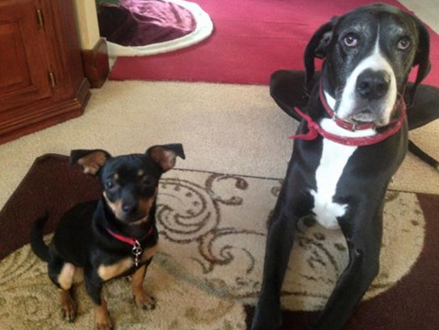 my first and third pet.