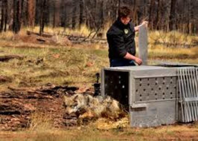 Wolves re-introduced to Yellowstone