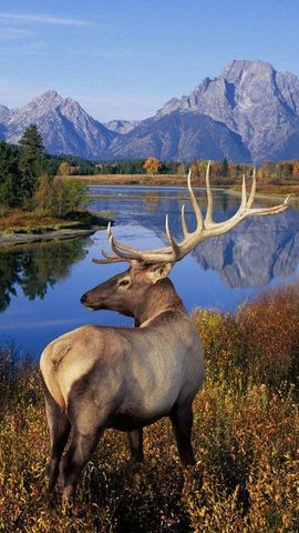 Elk population increasing