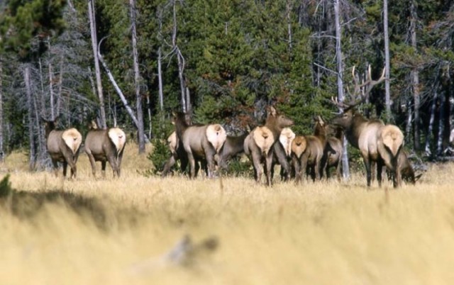 Elk behavior changes