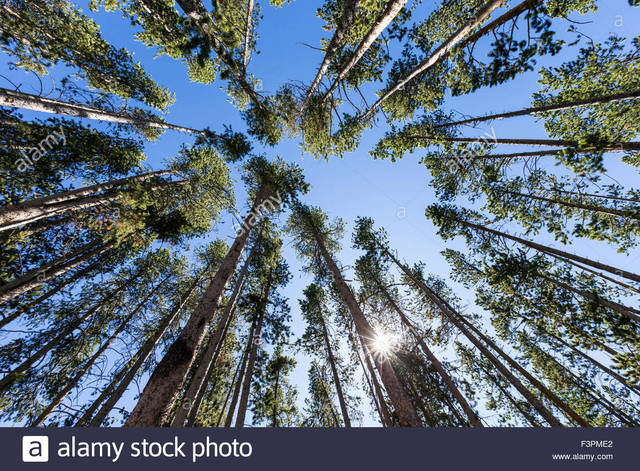 Tree's noticeable larger