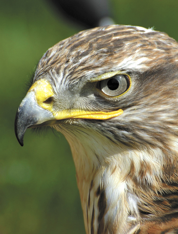 Birds of prey thrive