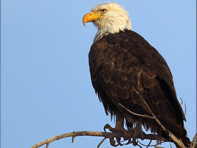 Bald Eagles return