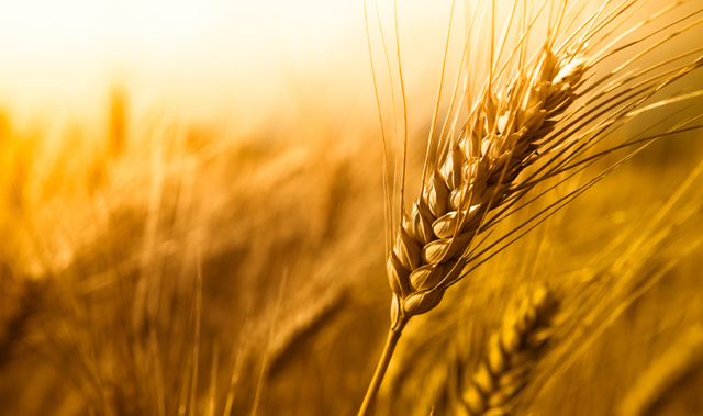 Big Year of Crops for Southern Colonies