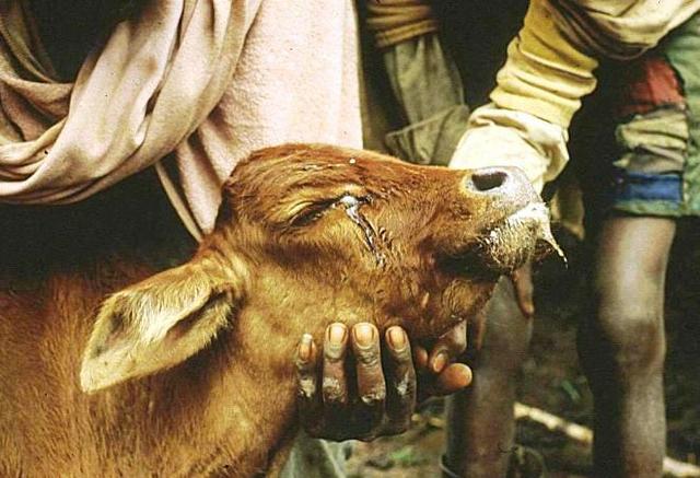 Se erradica la peste Bovina