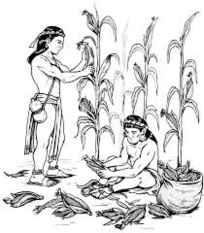 se encuentra el maiz y se empieza a sembrar los olmecas fueron invadidos