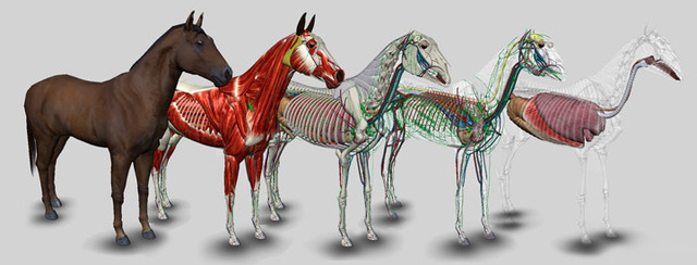 Anatomía del equino