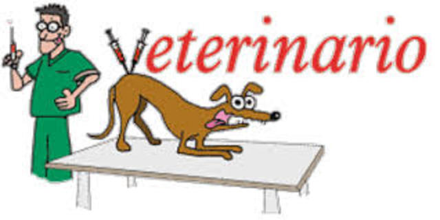 Palabra Veterinario