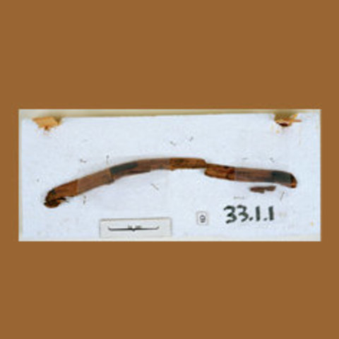 Worlds oldest boomerangs used in Wyrie swamp