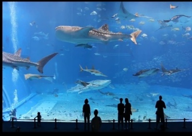 VIDEO DE ALTA DEFINICION 2008