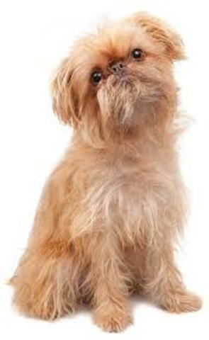 Brussels Griffon