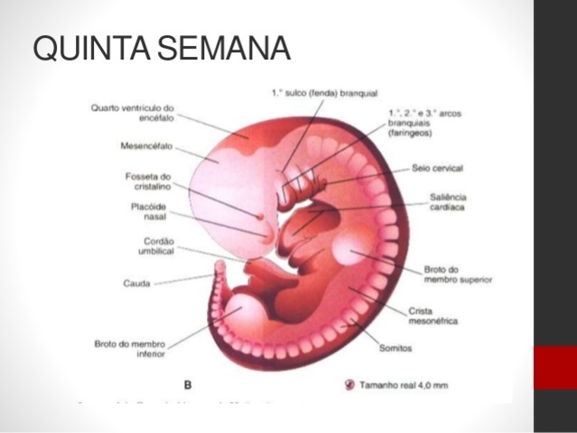 Cuarta y Quinta semana