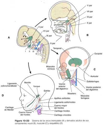 Inervación arcos branquiales