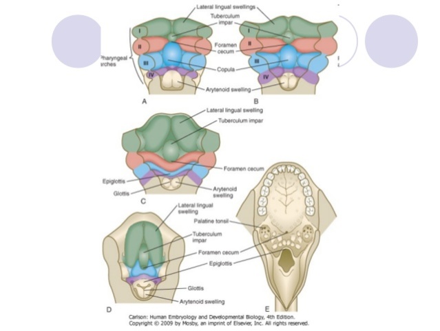 Desarrollo de la lengua