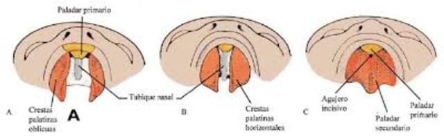 EL PALADAR Quinta semana