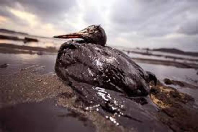 •	LOS DESASTRES AMBIENTALES SIGUEN SUCEDIENDO…  EN EL ECOSISTEMA MARINO