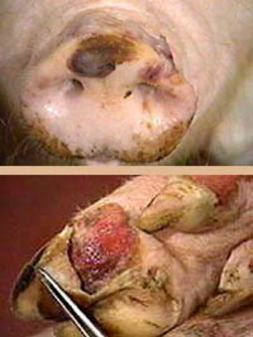 ERRADICACIÓN DE LA FIEBRE AFTOSA EN MEXICO