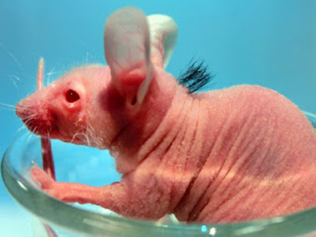 UNIVERSIDAD DE PENSYLVANIA