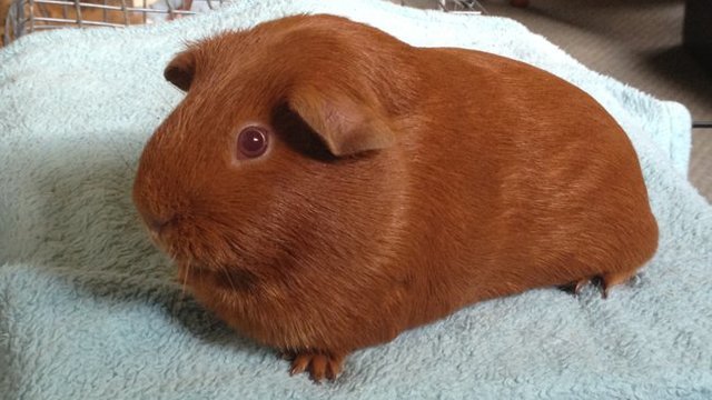 My first guinea pig