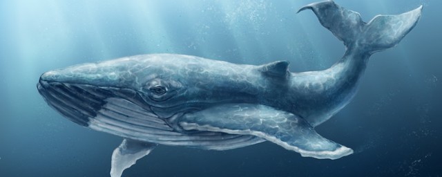 Всемирный день китов и дельфинов (с 1986г.)