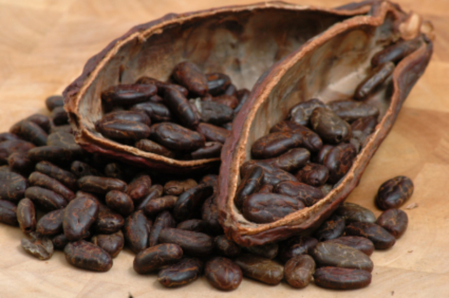 Cacao Beans - An important commodity