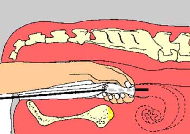 Aplicación de Inseminación Artificial
