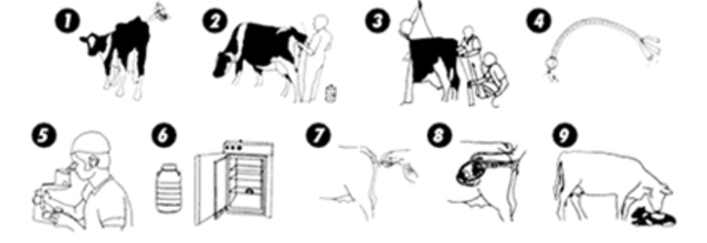 Trasplante de Embriones