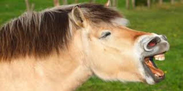 Horses started being used for transportation