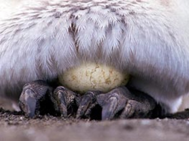 The mother passes on the eggs to the father for incubation