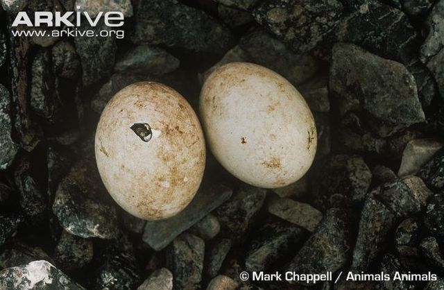 The egg hatches after three days