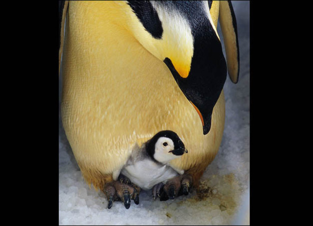 Baby communicates with his father