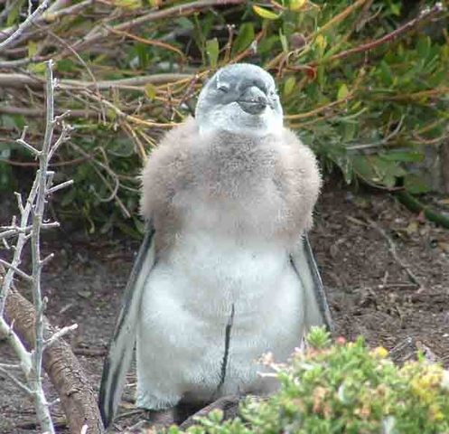 After the winter into the summer, the penguin is on its own.