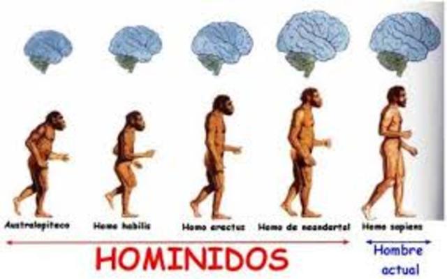 Los Homínidos y su Cerebro!