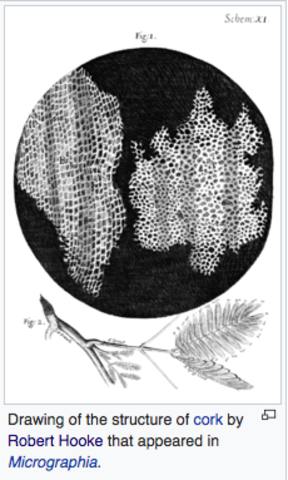 Robert Hooke