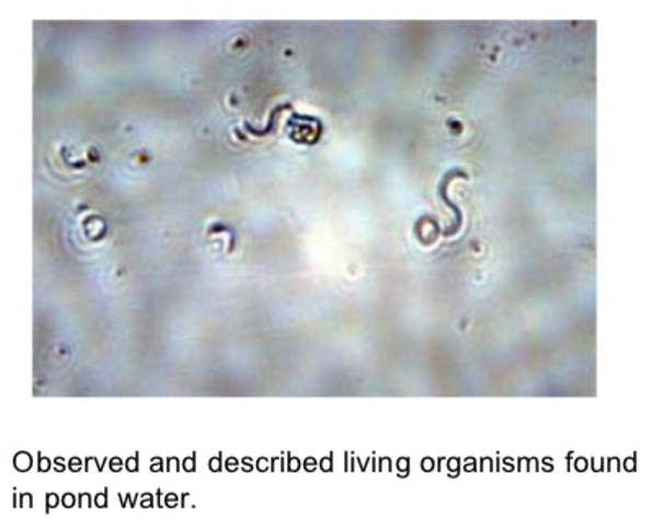 Anton Van Leeuwenhoek - "Father of Microbiology"
