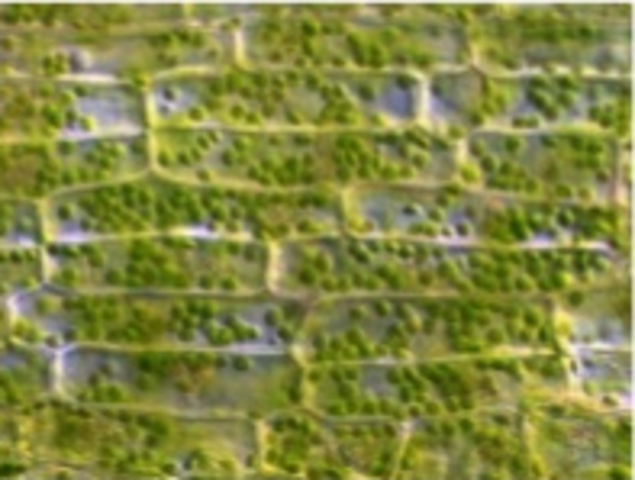 Matthias Jakob Schleiden