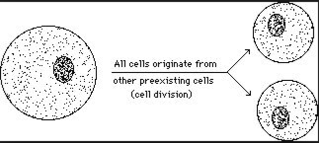 Rudolph Virchow - "Father of Modern Pathology"