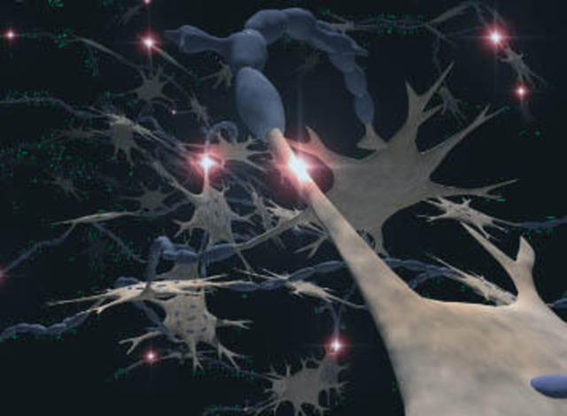 Surgimiento de la primera agrupación neuronal.