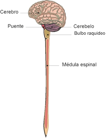 Evolución del SN 1