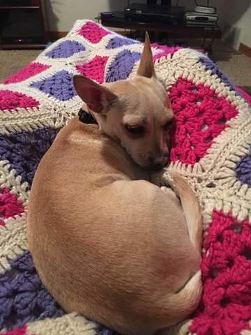 we got a chihuahua named latte