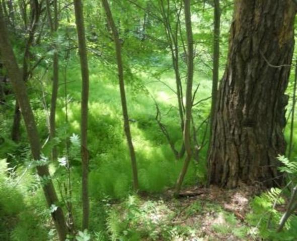 Международный день леса