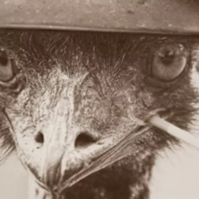 Timeline: Timeline of the Great Emu War