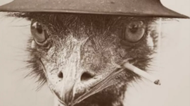 Timeline: Timeline of the Great Emu War