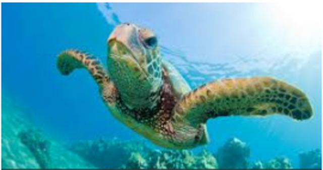 Swam with sea turtles