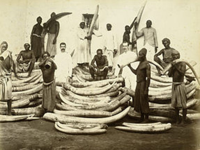 Trading of Ivory