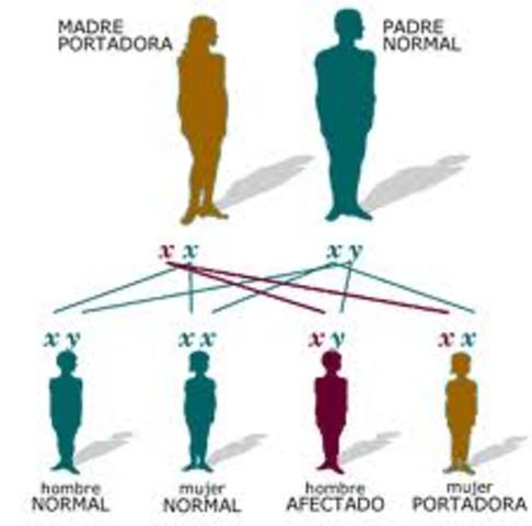Teoría cromosómica de la herencia