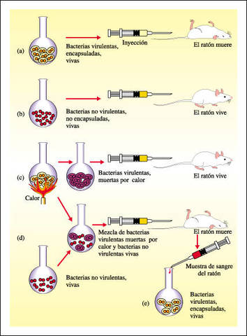 El ADN transforma células