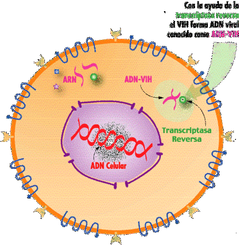 El ADN transforma células