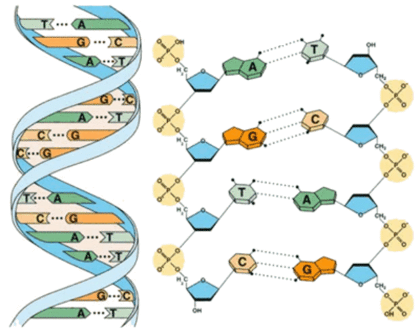 Descubrimiento de la doble hélice de ADN